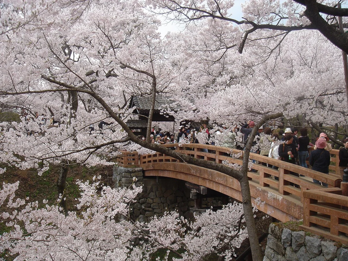 Cherry blossoms around a bridge at Takato Castle