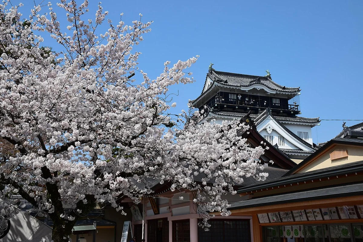 Okazaki Castle keep beyond cherry blossoms