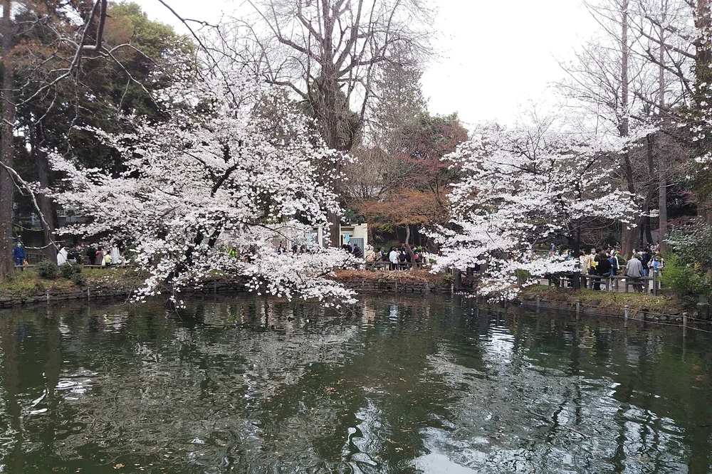 井の頭池のほとりに咲く桜と水面