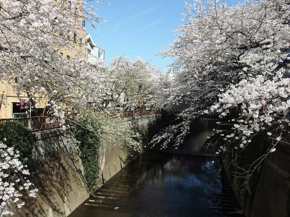 目黒川の両岸から川面へ広がる桜の枝