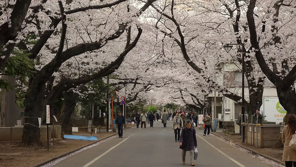 谷中霊園の道路を覆うように咲く桜並木